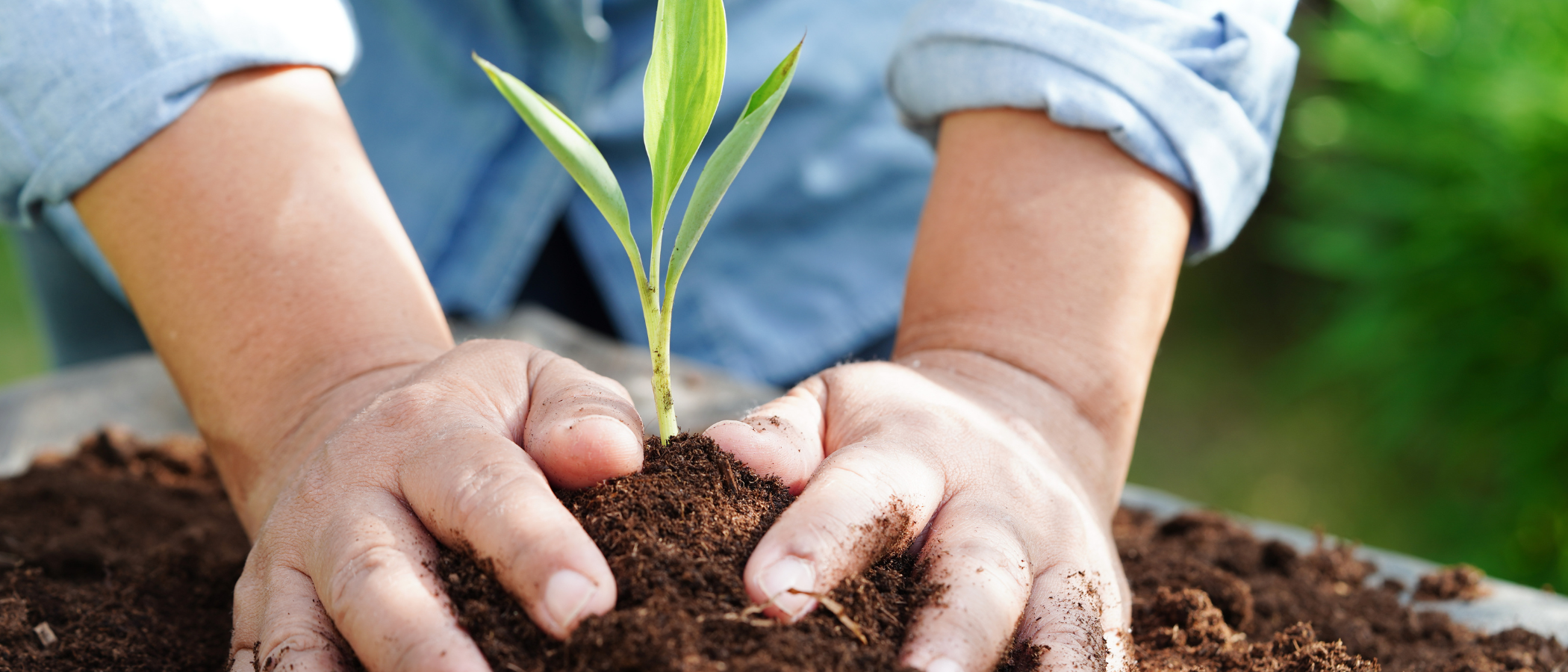 Gardener packing the soil, to ensure firm growth