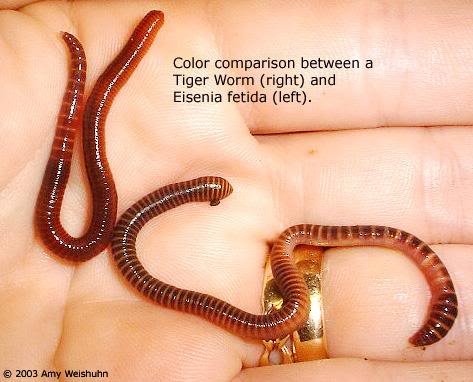 Tiger vs Red Wrigglers