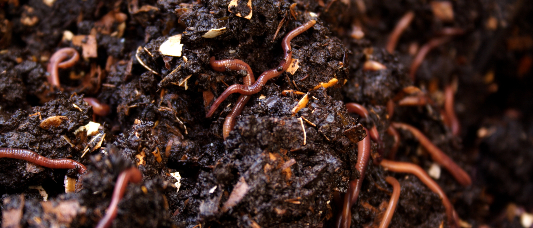 Vermicomposting and vermiculture